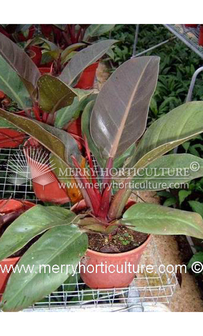 Philodendron Emarald Red